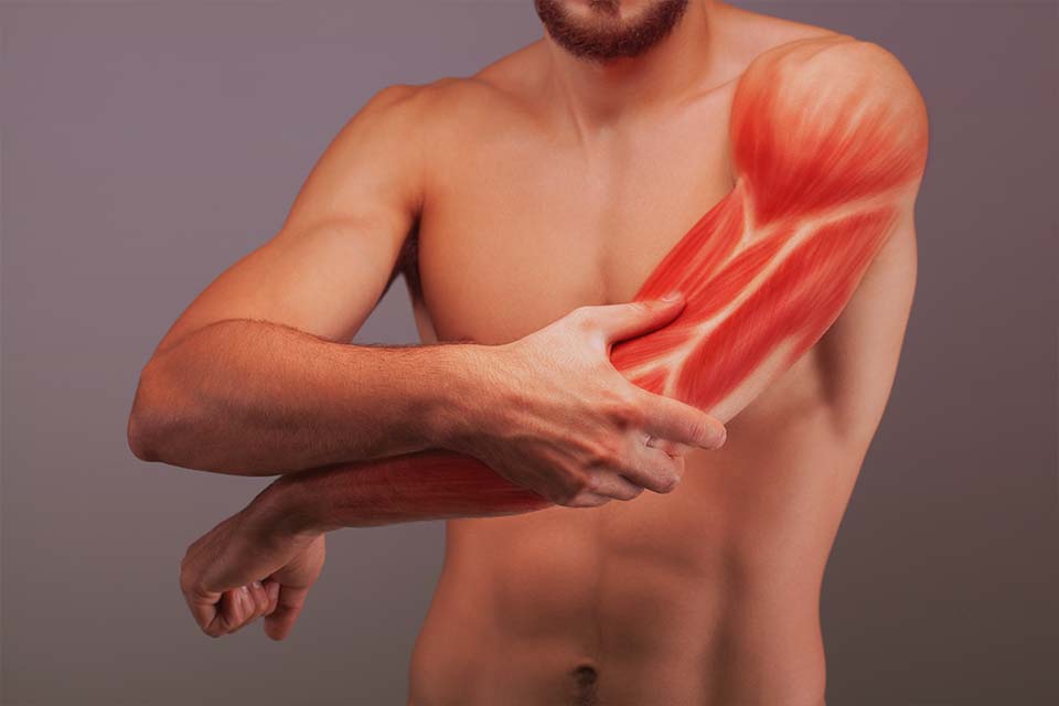 ANATOMIA-TOPOGRAFICA-PALPATORIA-MUSCOLARE